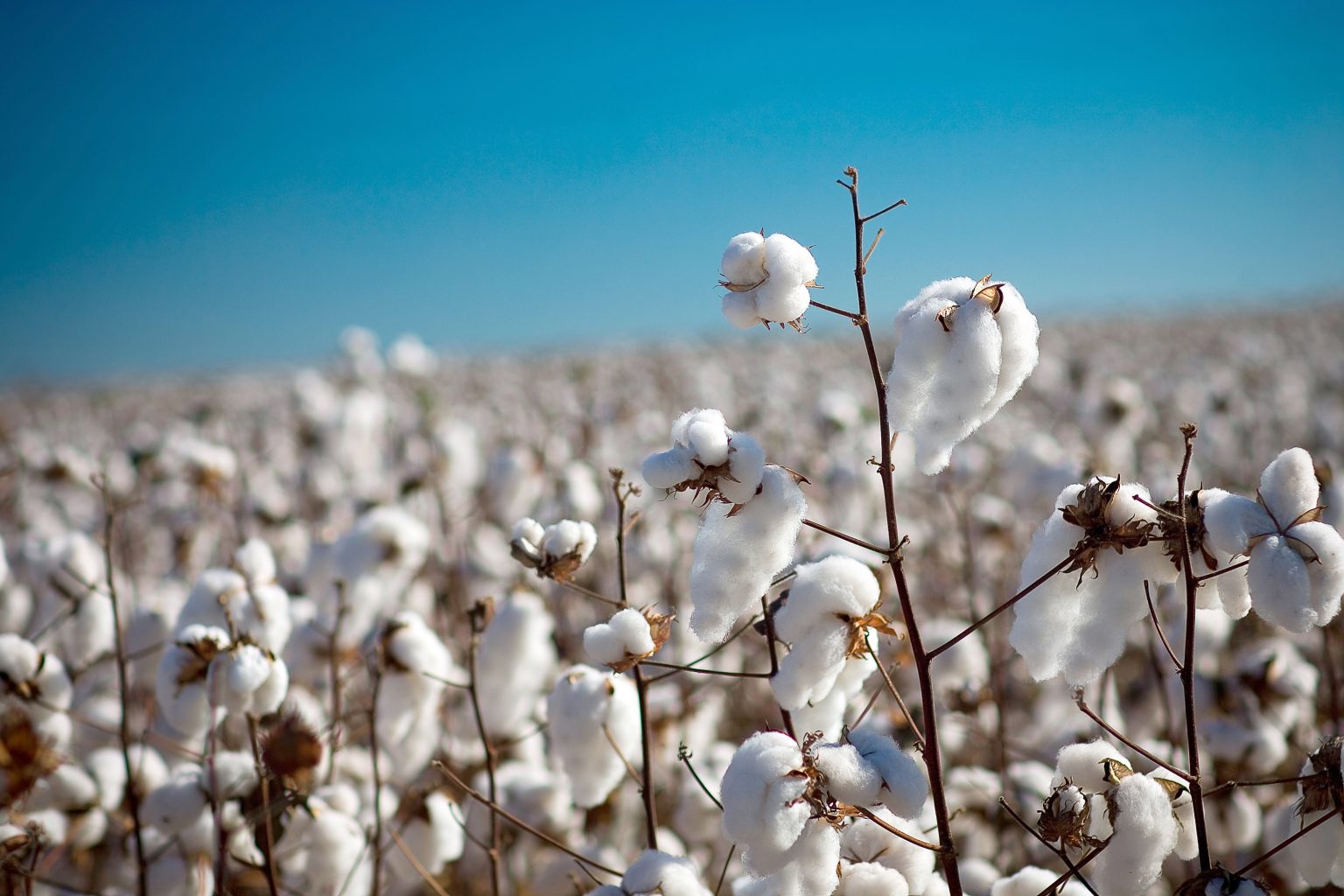 Algodón Argentina ya tiene sus primeros campos certificado Comunidad