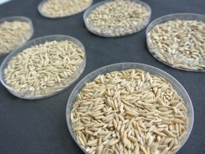 arroz-4