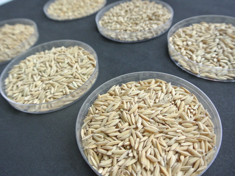 arroz-4