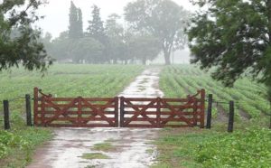lluvia-en-el-campo-w