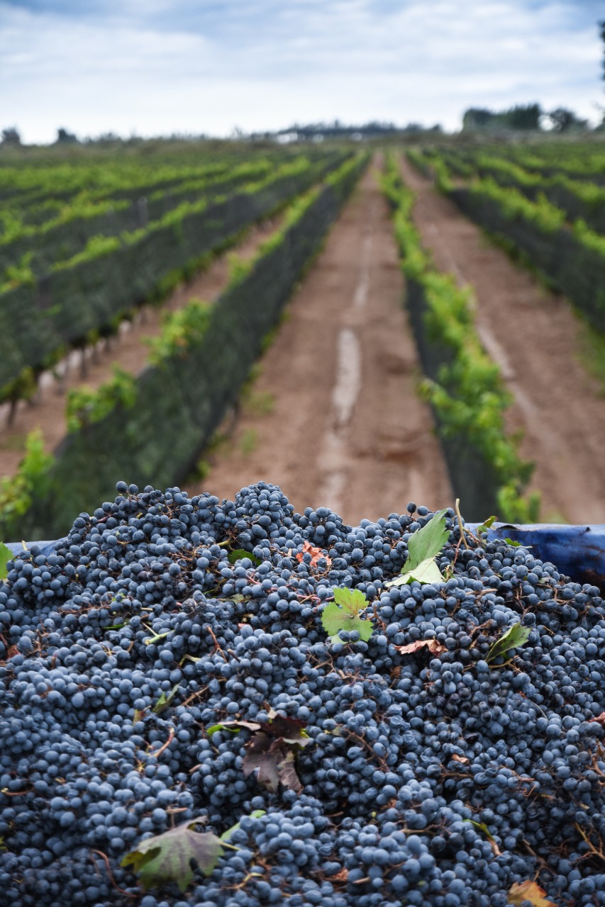 uvas3