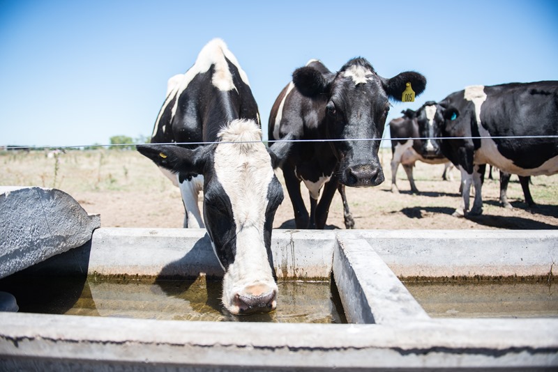 vacas-calor-1