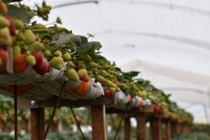 frutillas