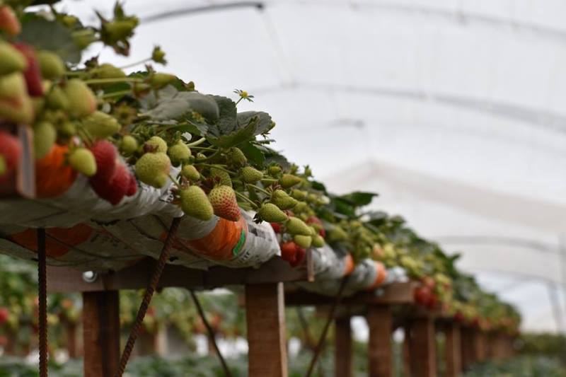 frutillas