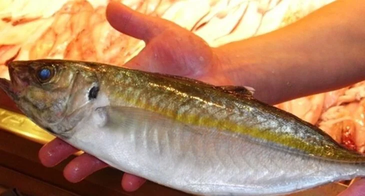 pescado-1