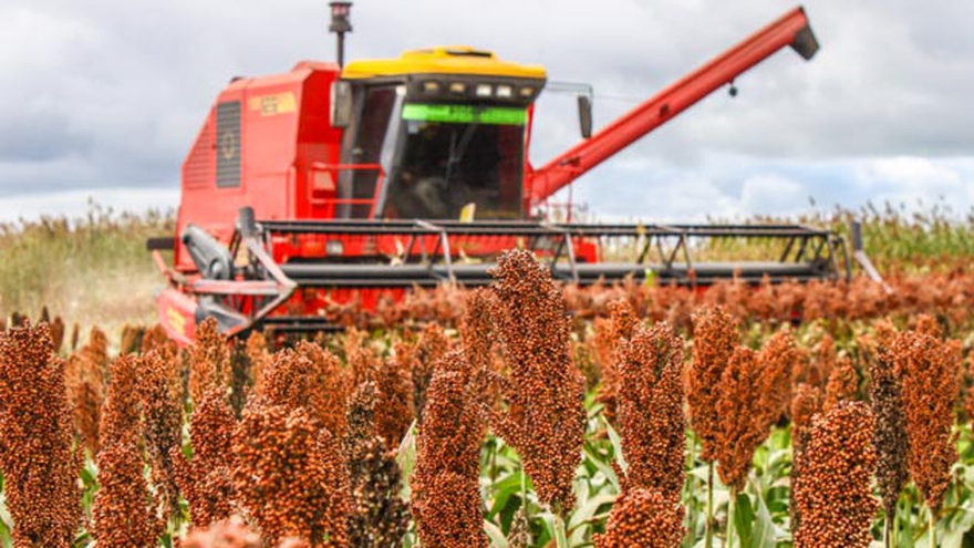 sorgo2
