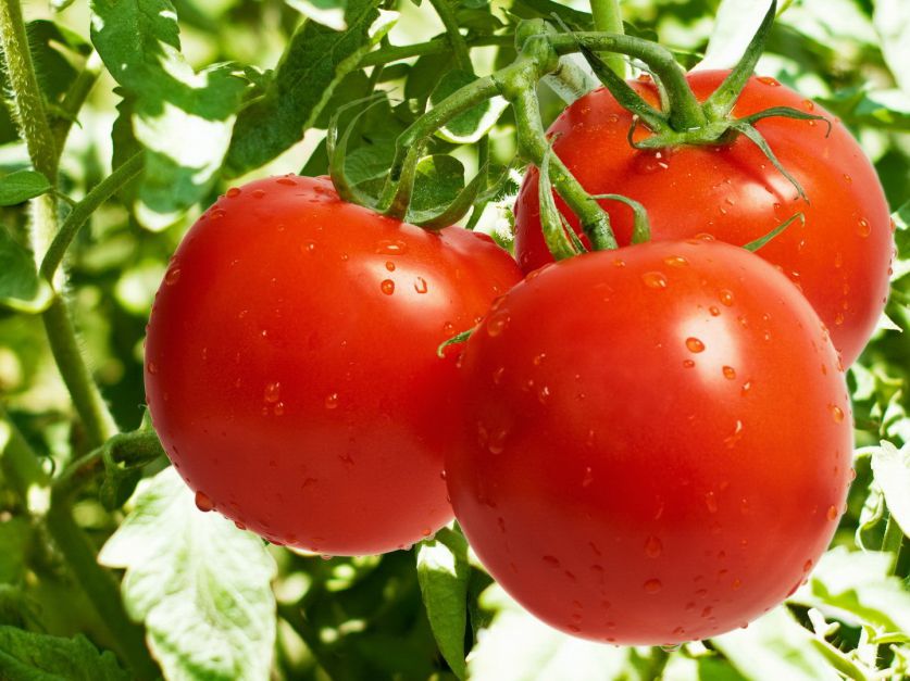 TOMATE