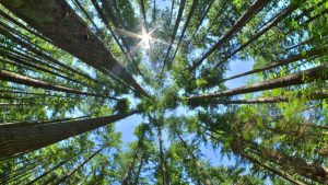 forestales