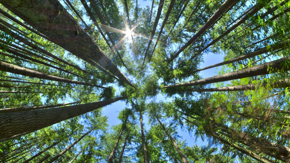forestales