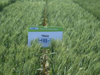 trigo-hb4--320x240