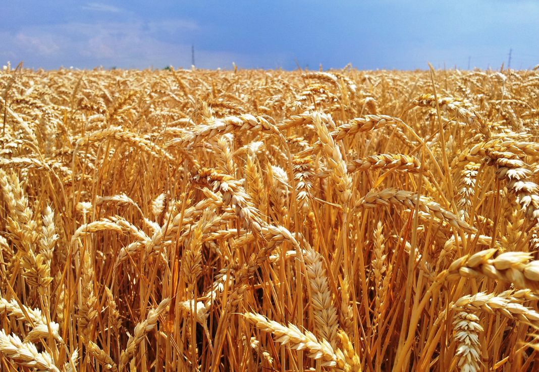 ORA: "se prevén condiciones climáticas alentadoras para la siembra del trigo"