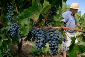 vino