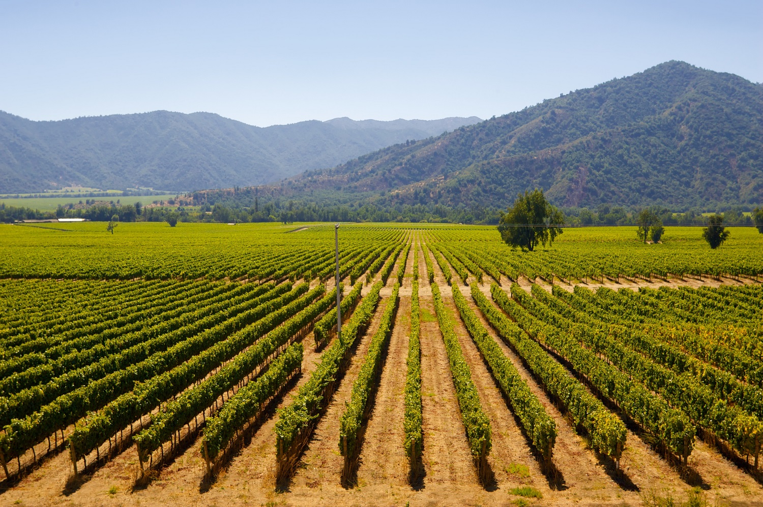 2042934b-agricultura-chile-shutterstock_12805600