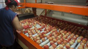 manzanas
