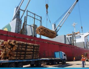 ExportacionesdeEucalipto