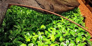 Yerba-Mate-Senasa-750x375