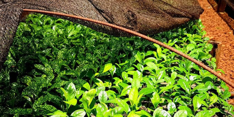Yerba-Mate-Senasa-750x375