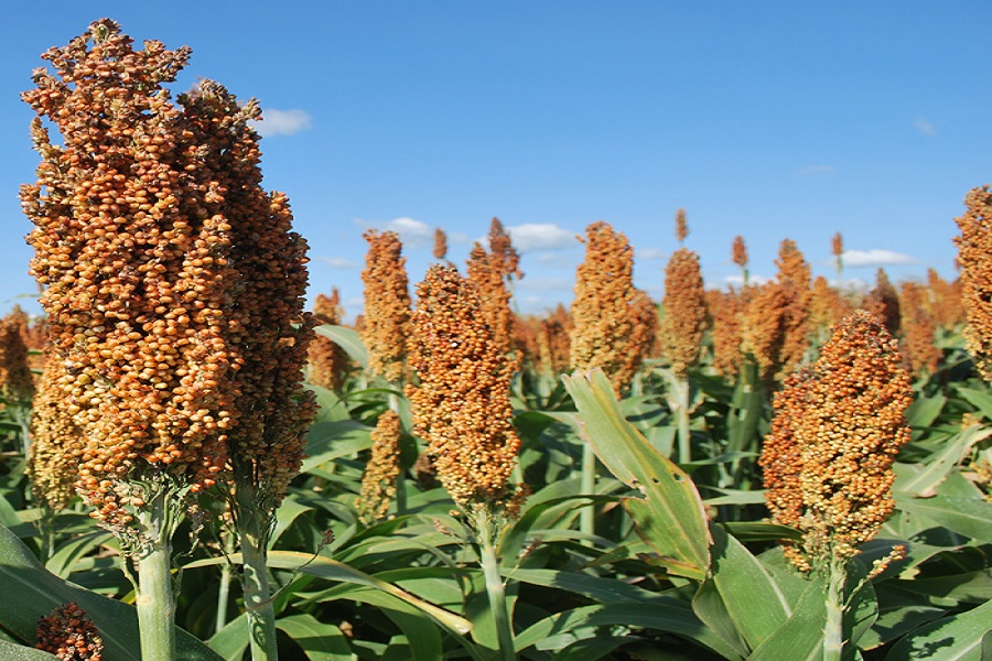 sorgo
