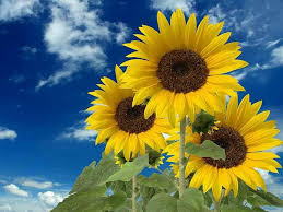 girasol