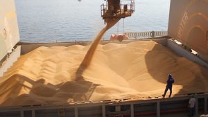 maiz exportan