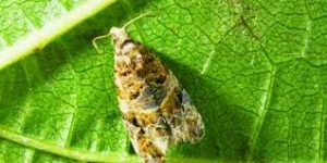 plagaobelia