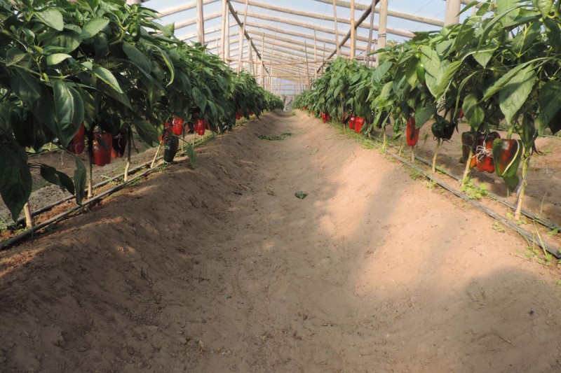 Huerta-primavera-verano-3