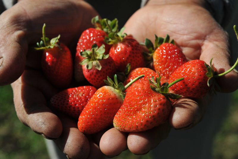 frutillas chaco