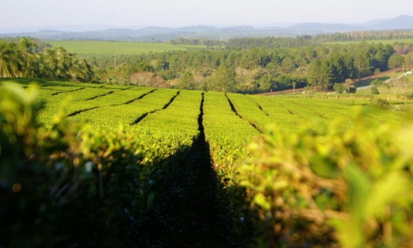 té