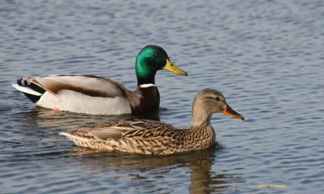 pato-silvestre-1