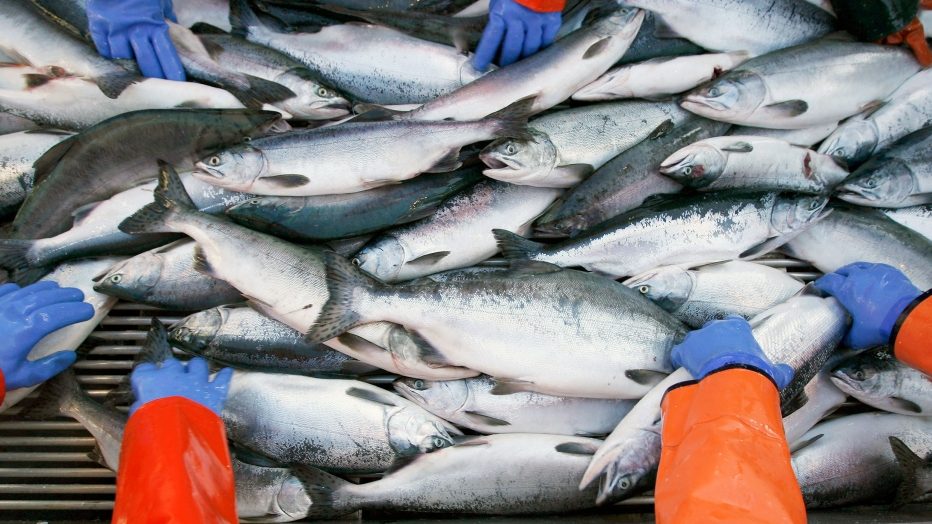 pesca3