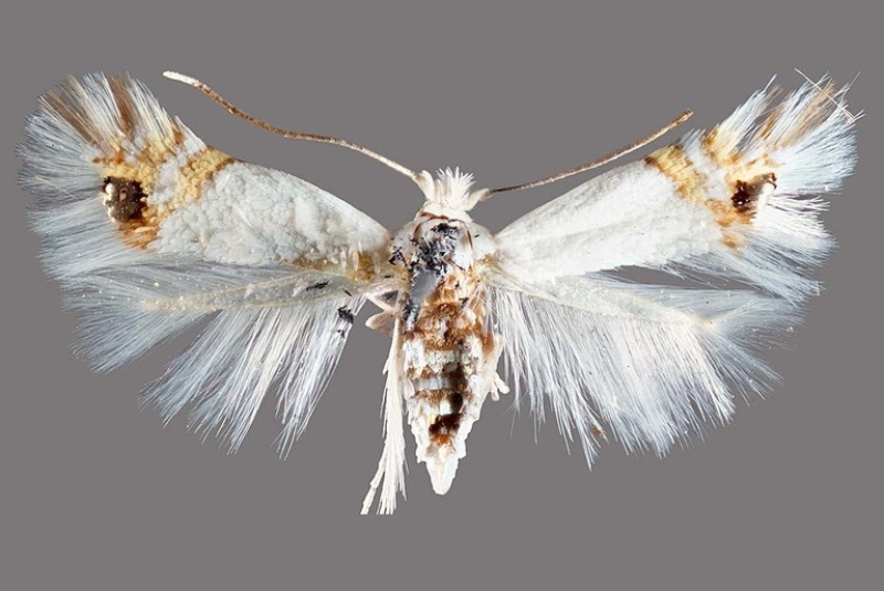 POLILLAINTA