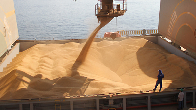 maiz exportan
