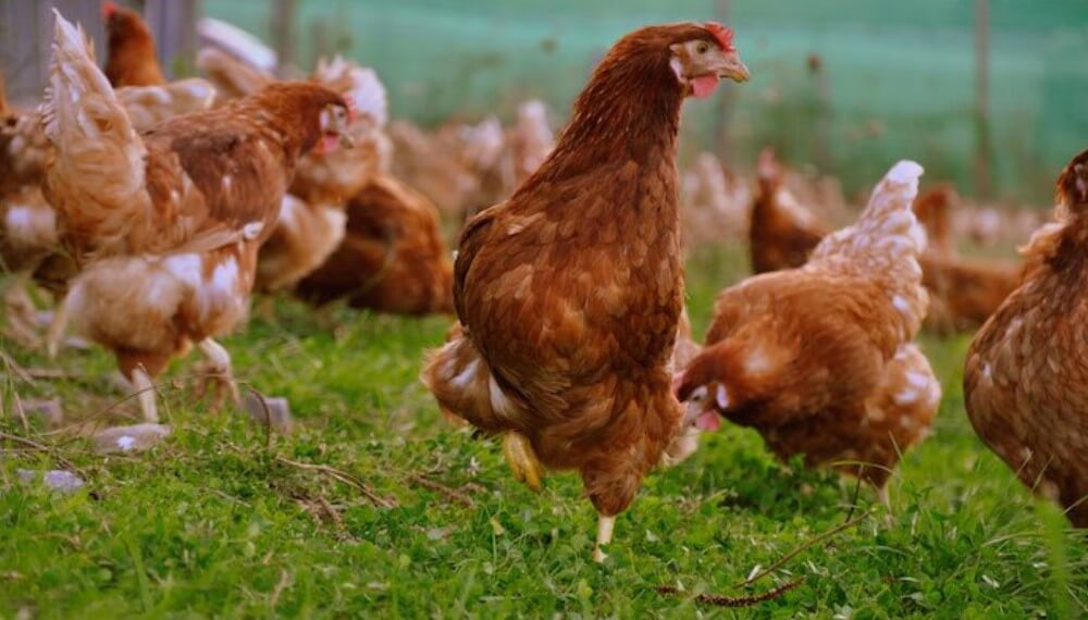 gallinas