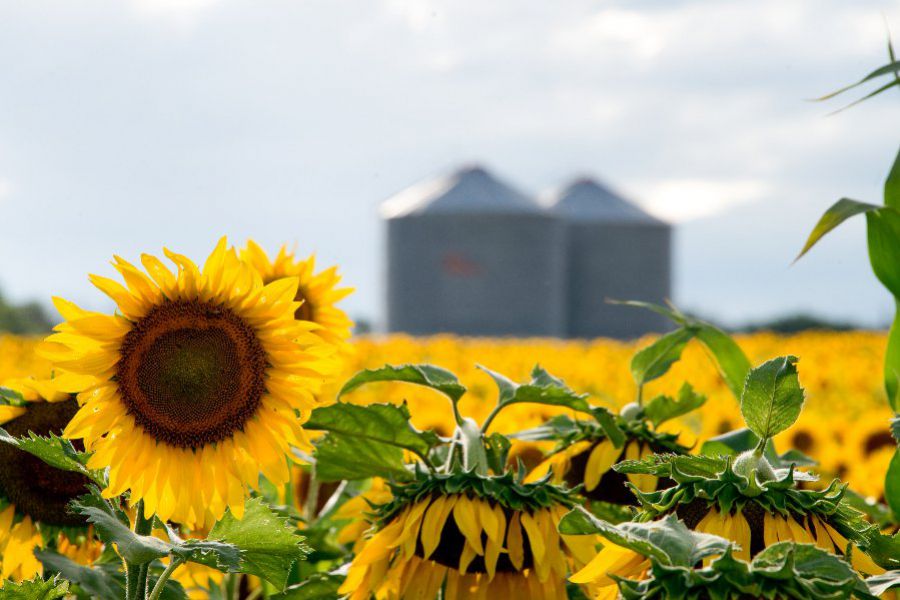 girASOL4