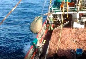 pesca_langostino