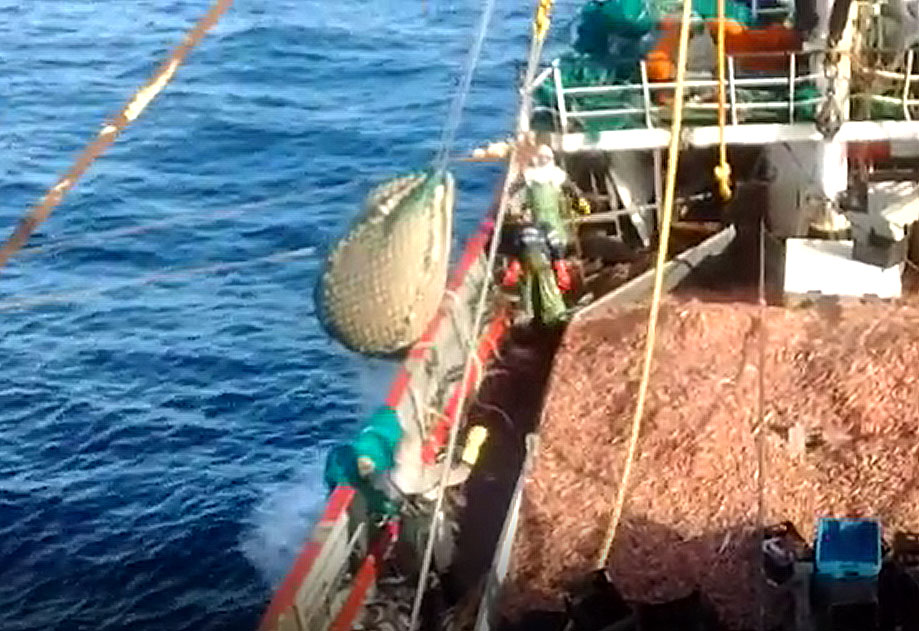 pesca_langostino