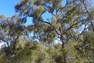 mapa-arboles-2
