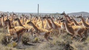 guanacos