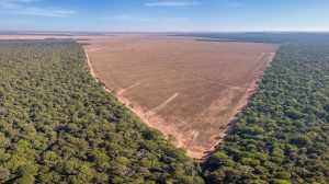 la-deforestacion-del-amazonas-esta-calentando-la-superficie-terrestre