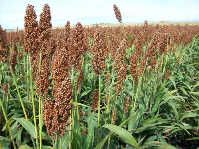 sorgo-696x522-1
