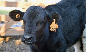 identificacion-electronica-en-ganado-2