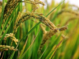 5fcdfacac5875_837_627!