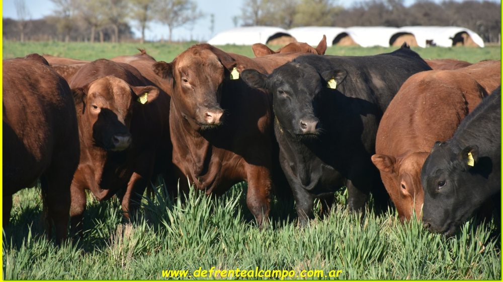 ganado-vacuno-pasturas-alimento-min