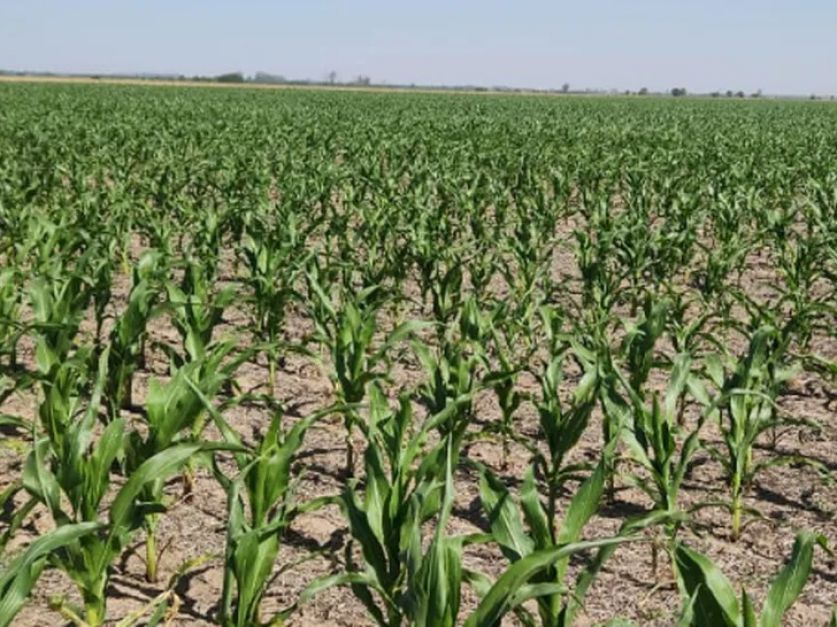 Se refleja la falta de agua – Comunidad Campo