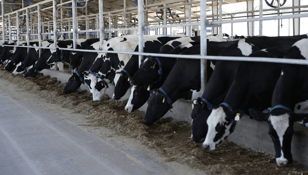 tambo-vacas-comedero-coninagro