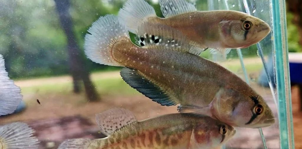 7oaVUssIv_1256x620__1