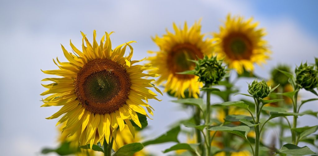 B6pMYcvHz_1256x620__1