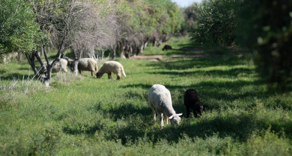 manejo-integrado-ovejas-frutales-bichos-de-campo-2-e1763479332135