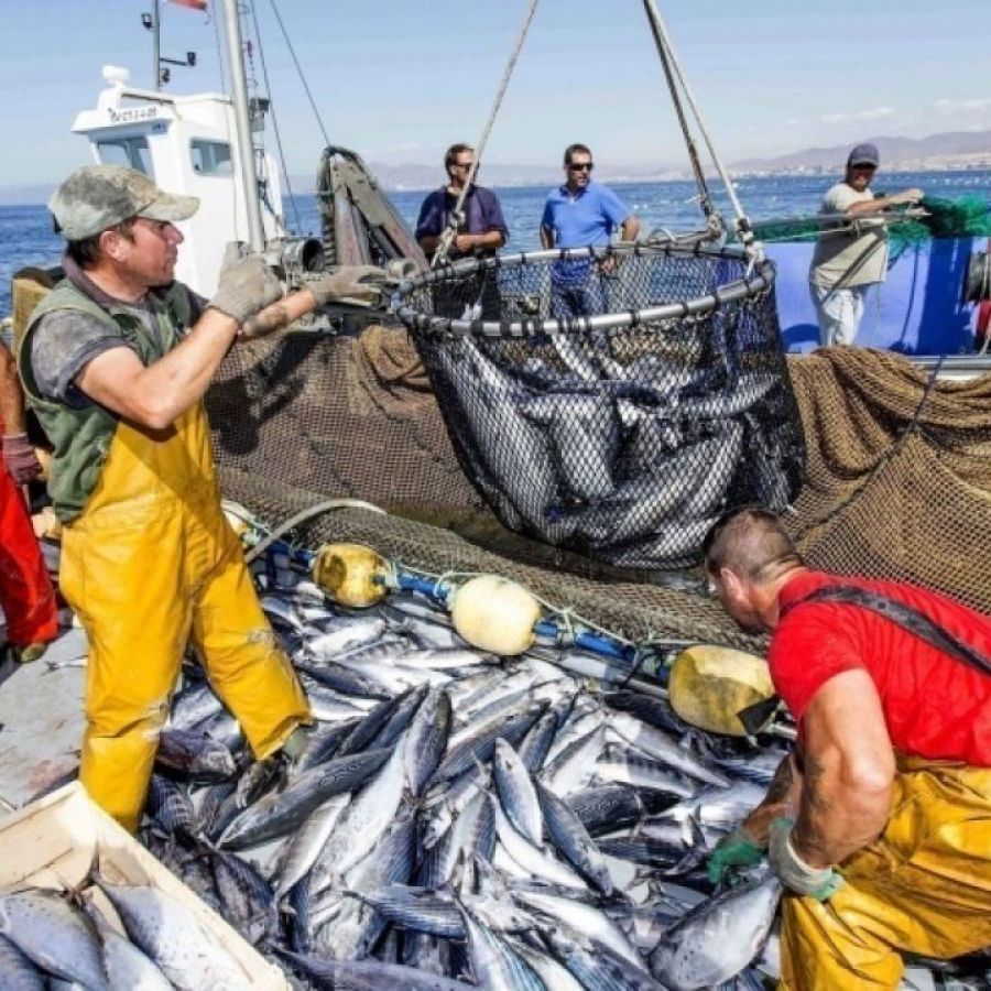 sector-pesquero-2105493