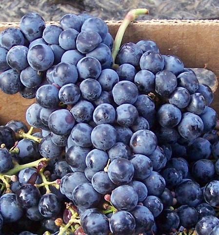 Cab_Franc_grape